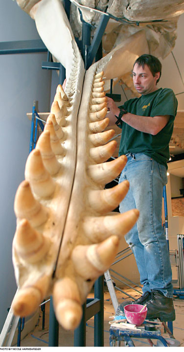 Dan DenDanto sets the teeth into the jaw of the sperm whale at the Nantucket Whaling Museum.